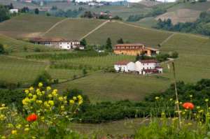 Farmhouses dot the Langhe Hills