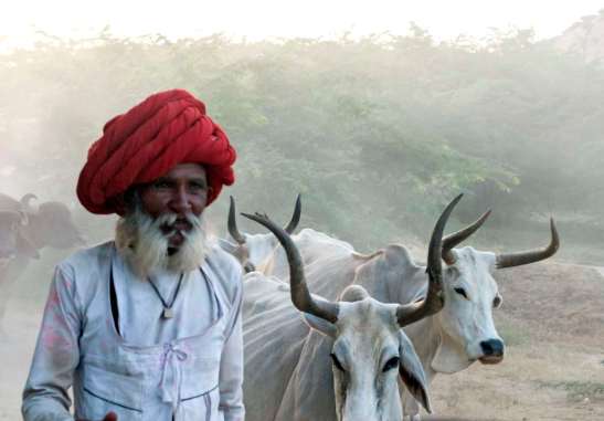 Rabari herdsman at the cowdust hour in Rajasthan